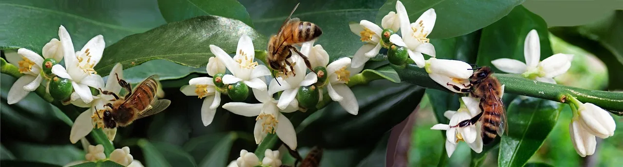 Limoni sani e rigogliosi su un albero, evidenziando l'importanza di un buon concime.