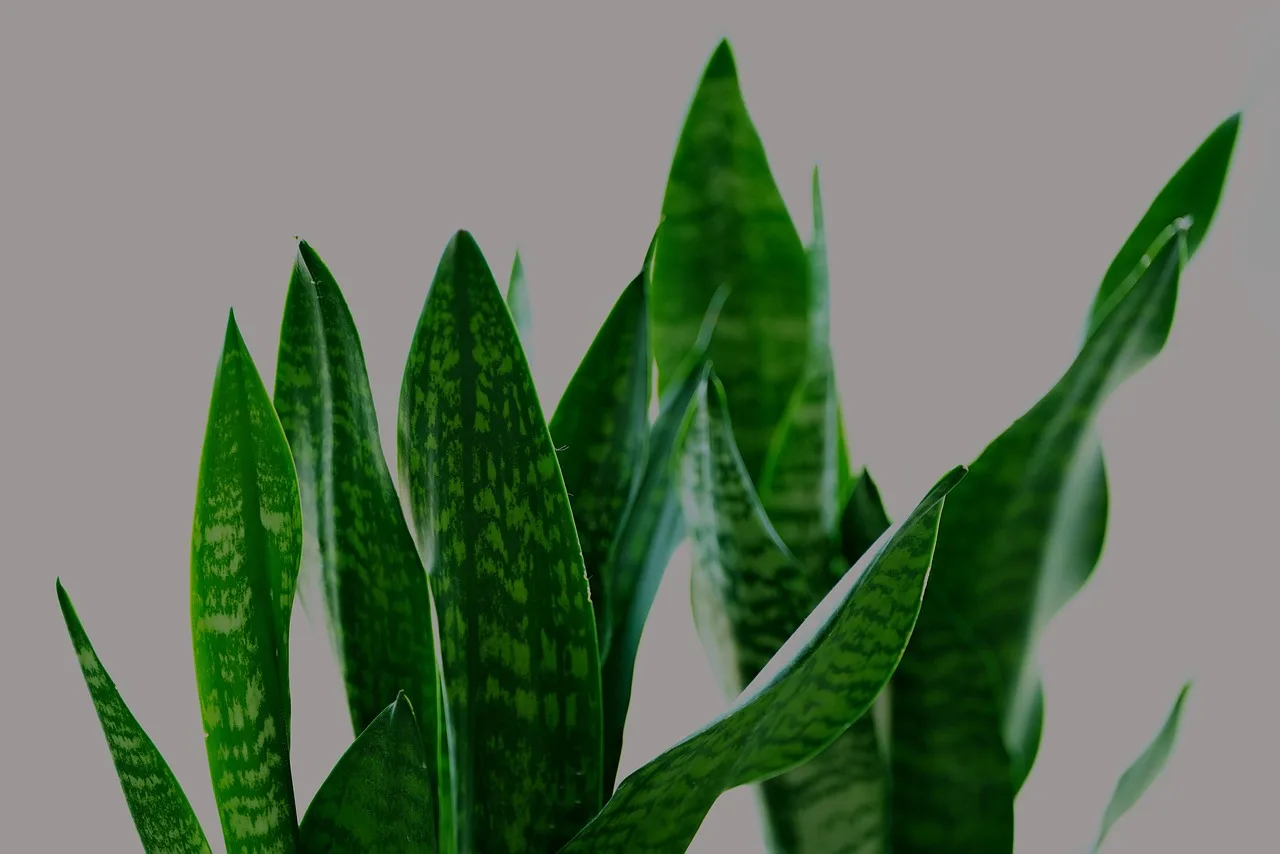 Sanseveria: il trucco che pochi conoscono per innaffiarla correttamente
